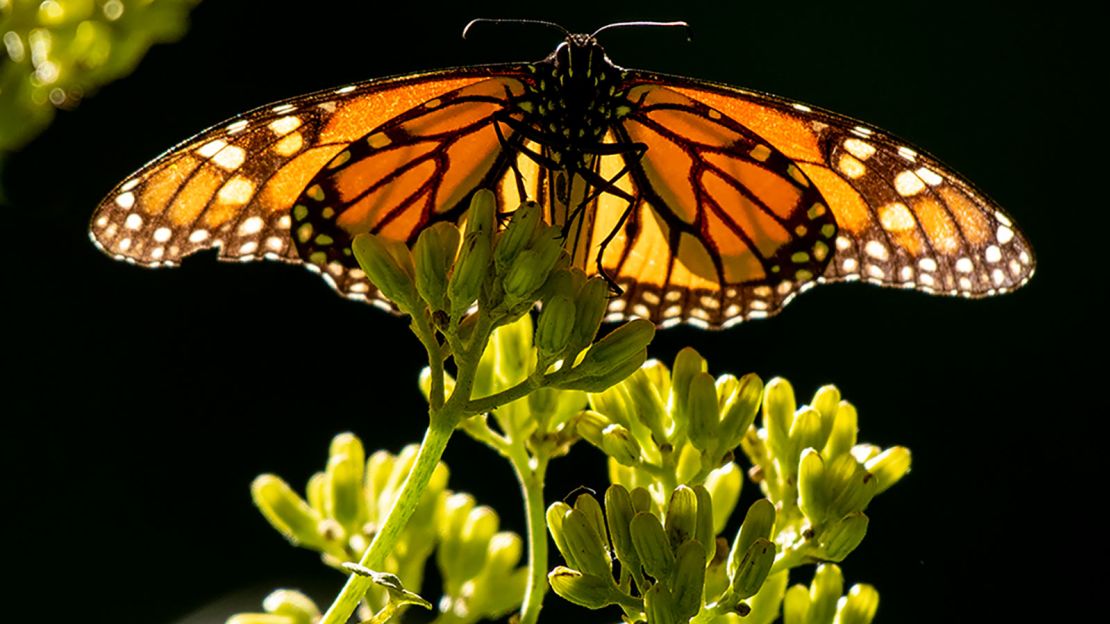 A monarch butterfly.