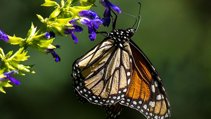 How The Decline In Pollinators Like Butterflies And Bees Puts Everyday ...