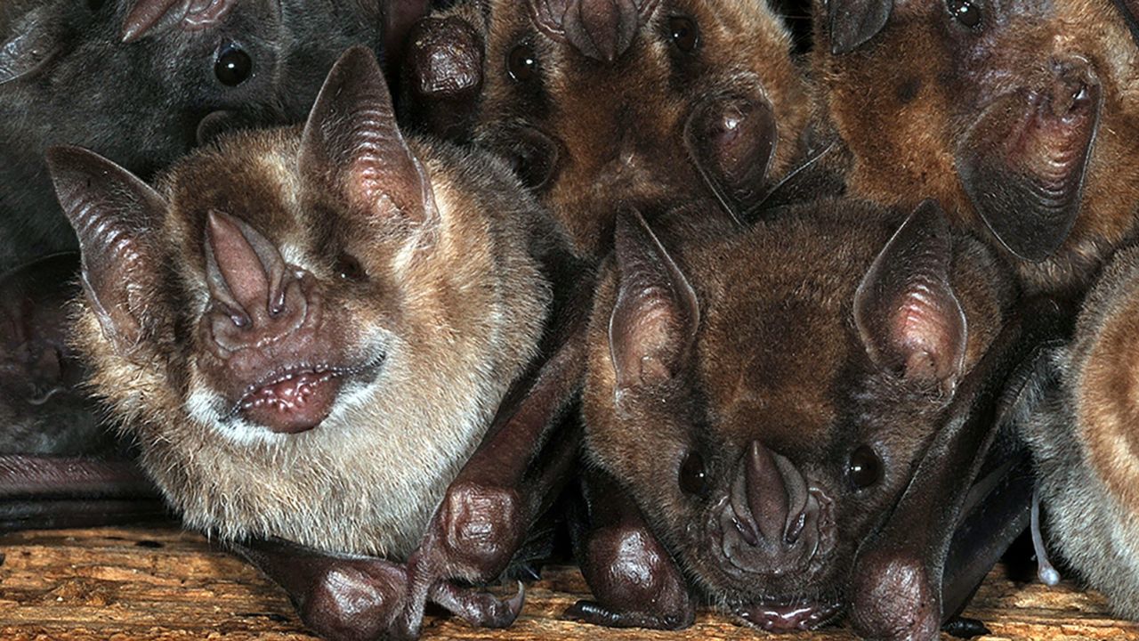 Fruit bats.