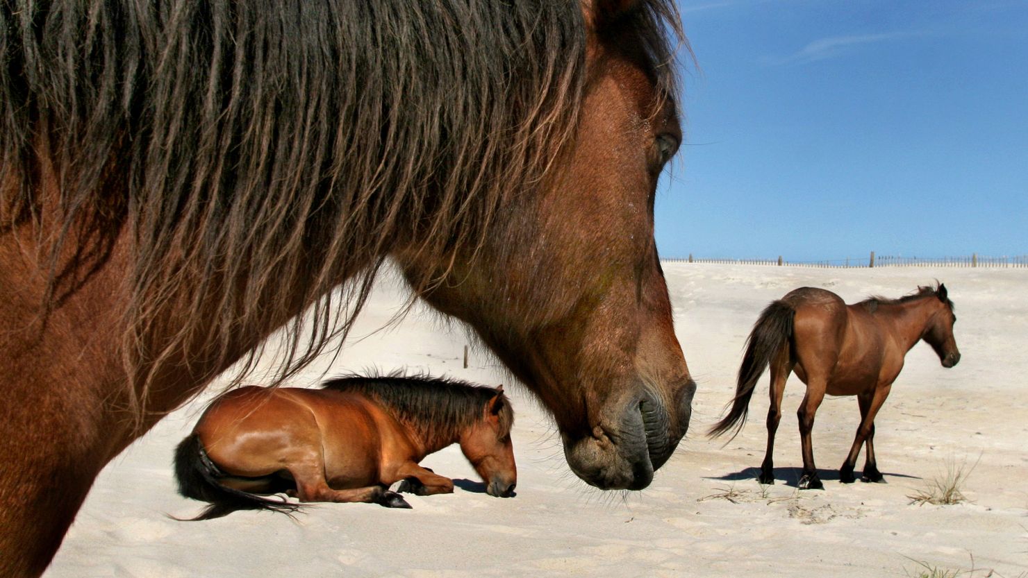 Research that included DNA sequencing on archaeological remains from Puerto Real, an early Spanish town located in modern-day Haiti, has provided clues to the origin of the wild horses of Assateague. The town was established by the Spanish in 1507 but abandoned in 1578. 