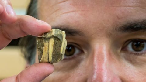 Nicolas Delsol holds a horse tooth recovered from the archaeological site at Puerto Real, one of the first Spanish cities estabilshed in the Americas. 