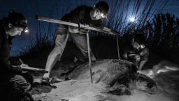 Over 6,000 baby loggerhead sea turtles have hatched from nests on Georgia's Jekyll Island nests this year.