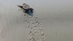 Georgia has recorded record-high numbers of sea turtle nests this year.