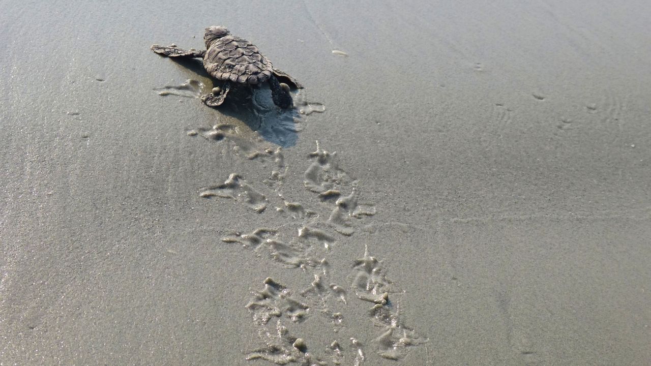 Georgia has recorded record-high numbers of sea turtle nests this year.
