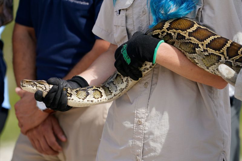 Burmese Pythons Killed Off Much Of The Wildlife In The Everglades. Here ...