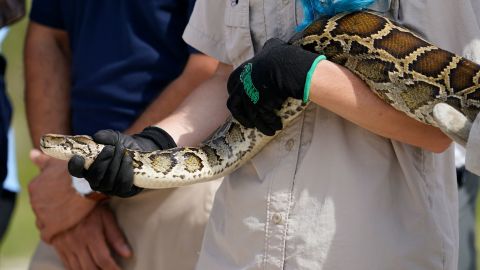 McKayla Spencer, of the Florida Fish and Wildlife Conservation Commission, holds a Burmese python.