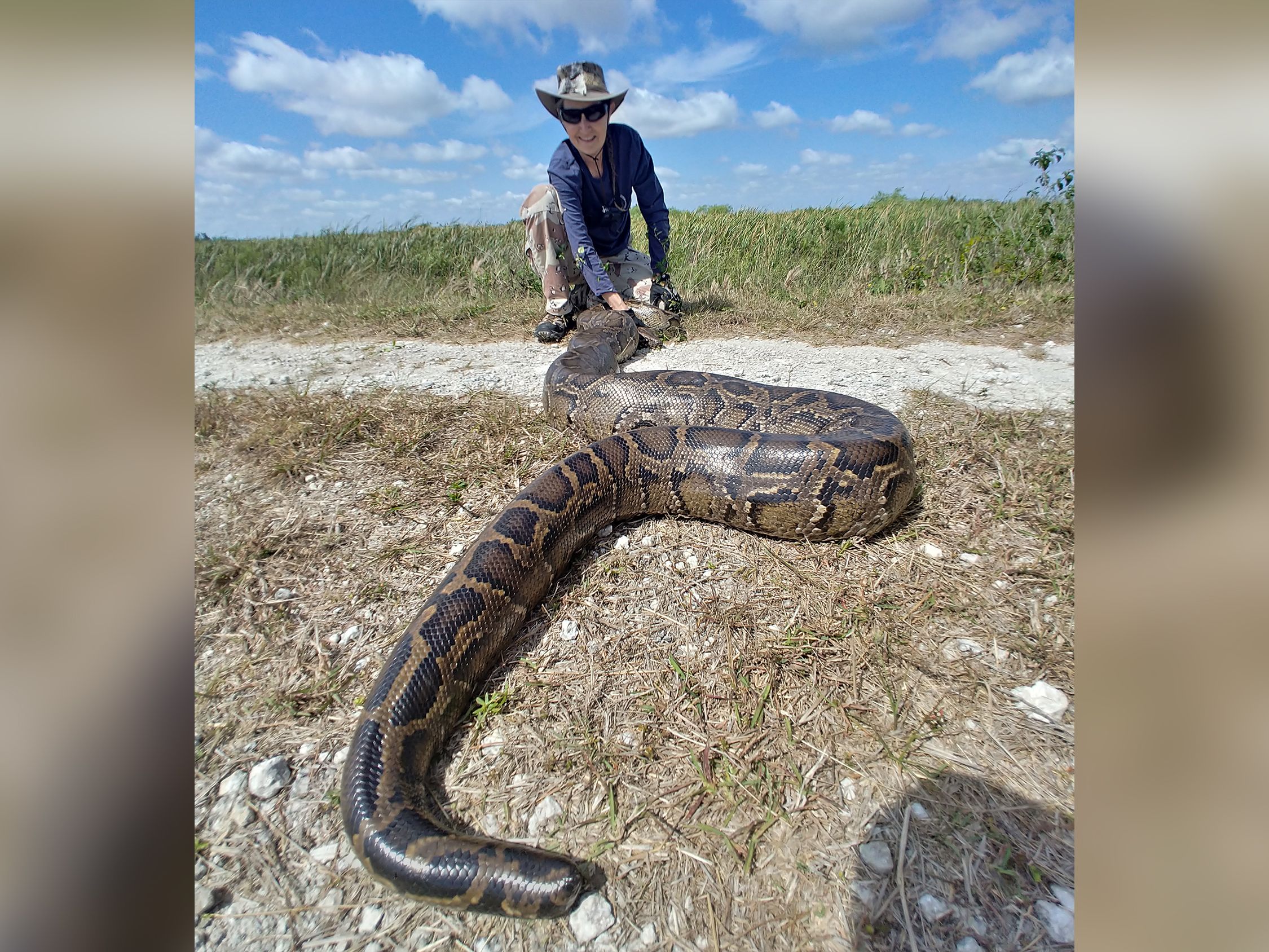 Are Burmese Pythons Still a Problem in Florida?