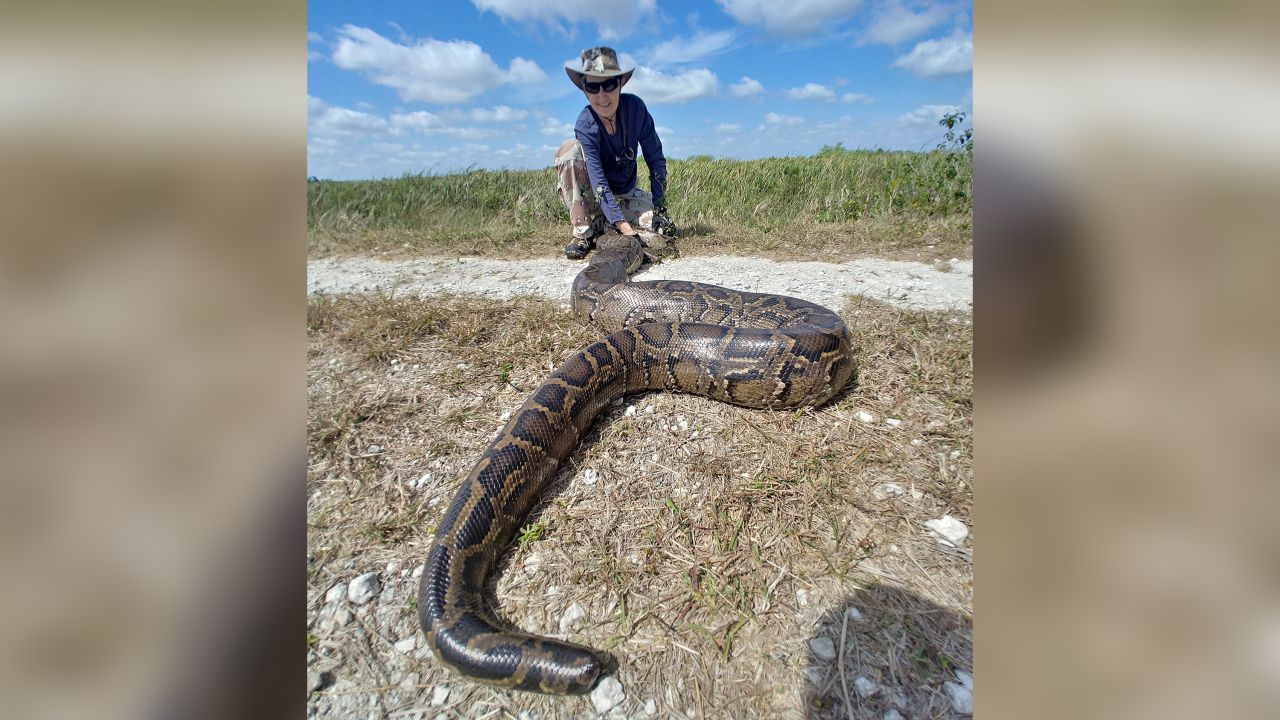 Donna Kalil has been hunting pythons professionally since 2017. She's killed more than 670 since then.