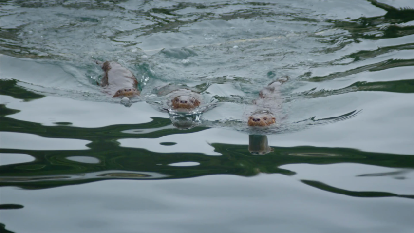 marine otter filming patagonia origseriesfilms_00002819.png