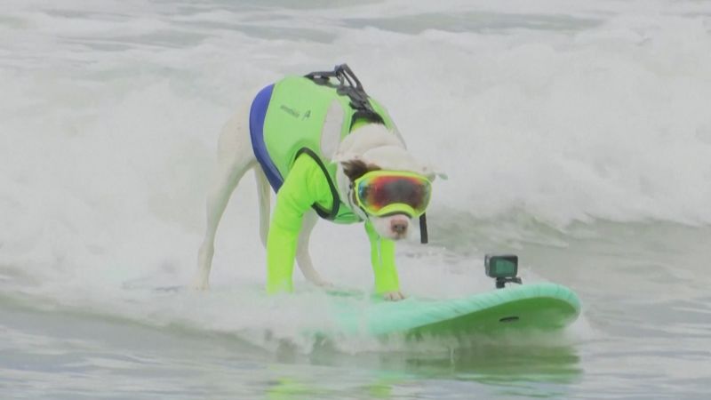 Spike the Surfing Dog and His Amazing Story - Top Dog Film