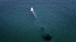 behind the scenes blue whale patagonia origseriesfilms_00032019.png