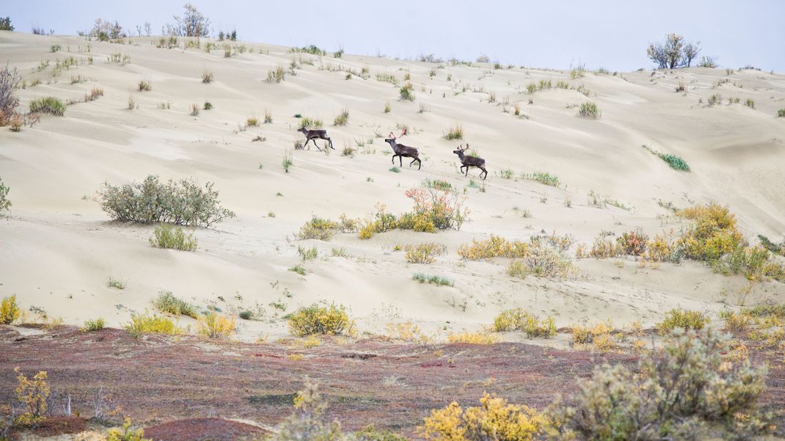 <strong>3. Kobuk Valley National Park, Alaska</strong>: Caribou migrate through this park in Alaska where there are no roads or campgrounds. 