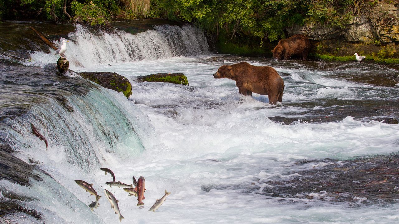 <strong>6. Katmai National Park and Preserve, Alaska:</strong> Bears are also bountiful at Katmai, where visitors gather near Brooks Falls to see them feed on salmon. 