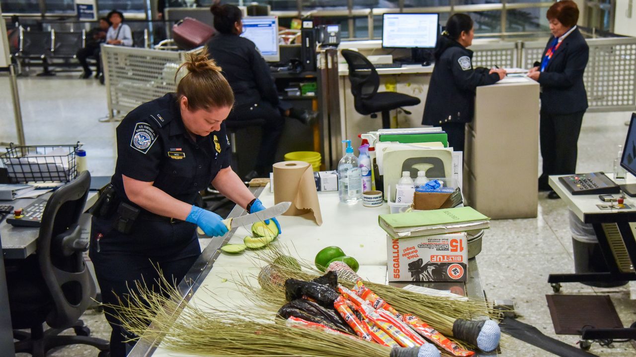 A US Customs and Border Protection agriculture specialist examines mangoes for signs of weevils. The fruits were found in luggage at Dulles International Airport in Virginia. 