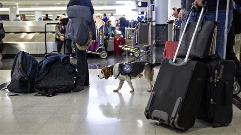 Jarvis, a beagle, works in the baggage claim area at O'Hare International Airport in Chicago. He's part of the Beagle Brigade, which works with border officials to sniff out banned food items in luggage. 