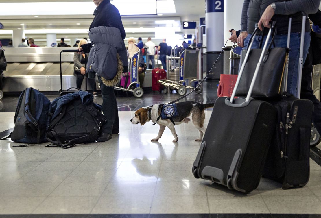 Jarvis, a beagle, works in the baggage claim area at O'Hare International Airport in Chicago. He's part of the Beagle Brigade, which works with border officials to sniff out banned food items in luggage. 