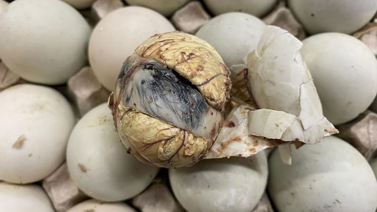 CBP officials at George Bush Intercontinental Airport
in Houston discovered  balut eggs in a passenger's luggage on March 6. Balut eggs contain a duck embryo, and are boiled and eaten from the shell.