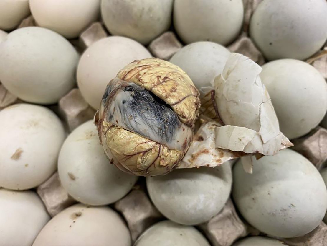CBP officials at George Bush Intercontinental Airport
in Houston discovered  balut eggs in a passenger's luggage on March 6. Balut eggs contain a duck embryo, and are boiled and eaten from the shell.