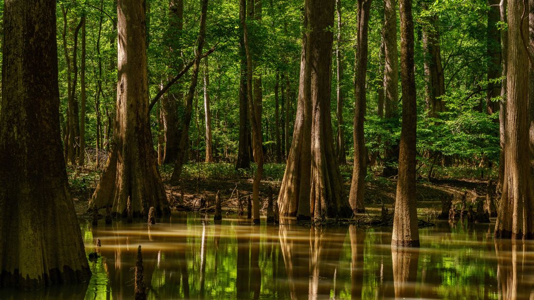 <strong>12. Congaree National Park, South Carolina: </strong>Congaree is home to the largest intact stretch of old-growth, bottomland hardwood forest in the Southeastern United States.