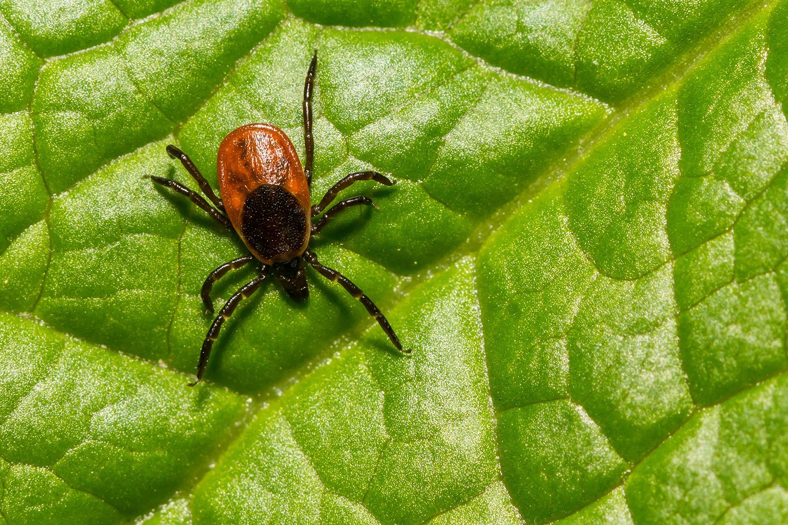 A new vaccine aims to knock out Lyme disease