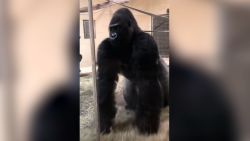 gorilla slide vpx