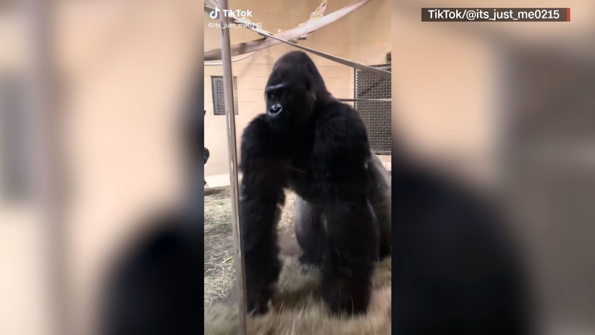 there is no need to be upset gorilla