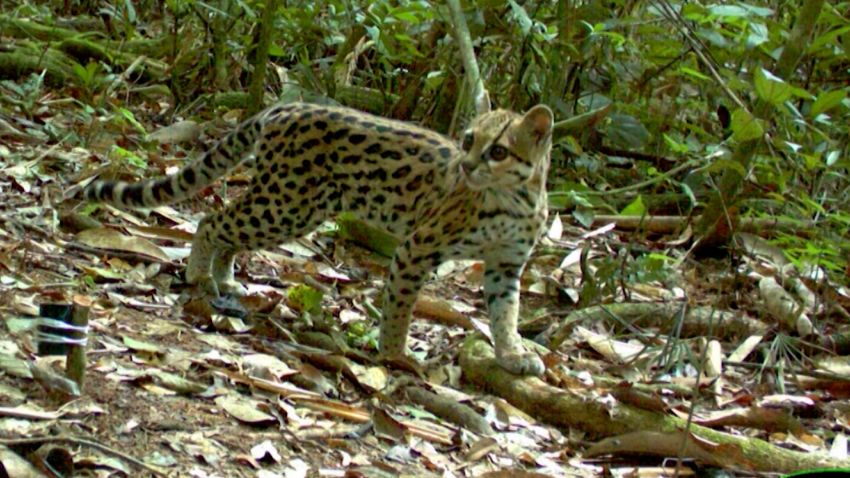 Hear why wildlife is returning to the infamous ‘death road’ | CNN