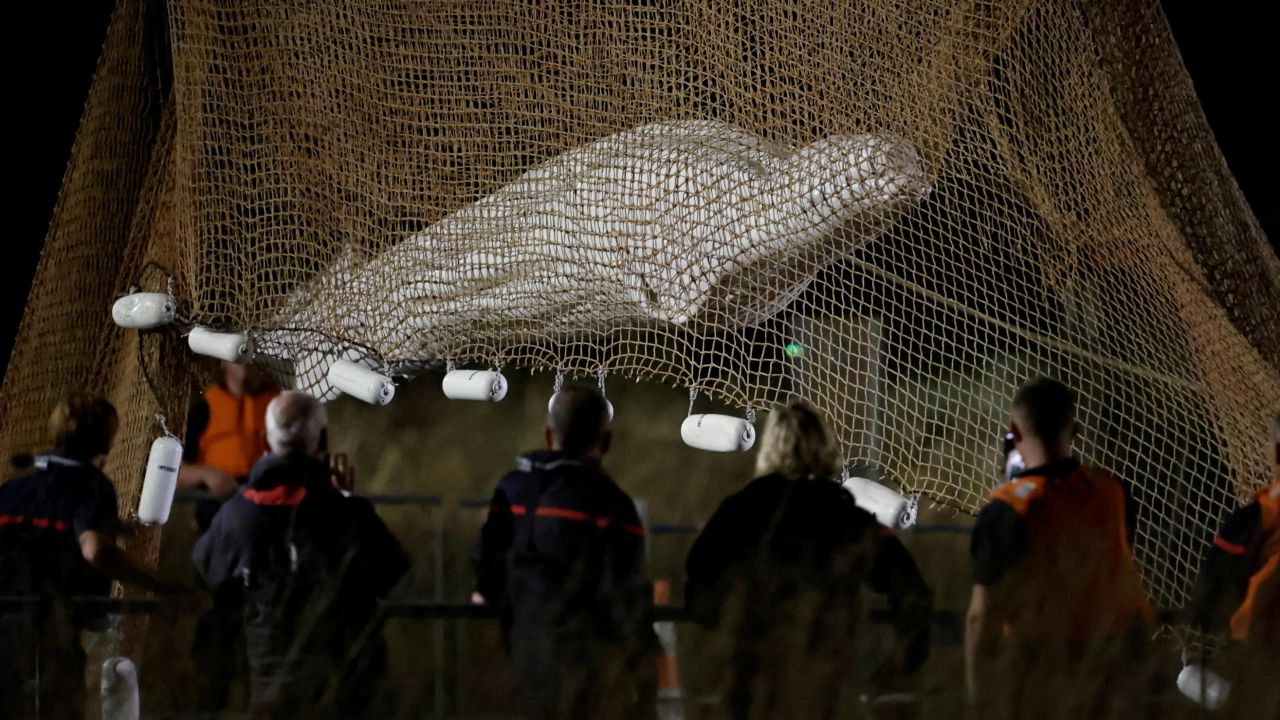 Firefighters and members of a search and rescue team pull up a net early on August 10, 2022, as they work to save a beluga whale that strayed into France's Seine River.