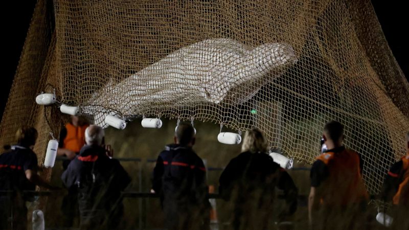 セーヌ川で造られたベルーガクジラ、輸送中の安楽死