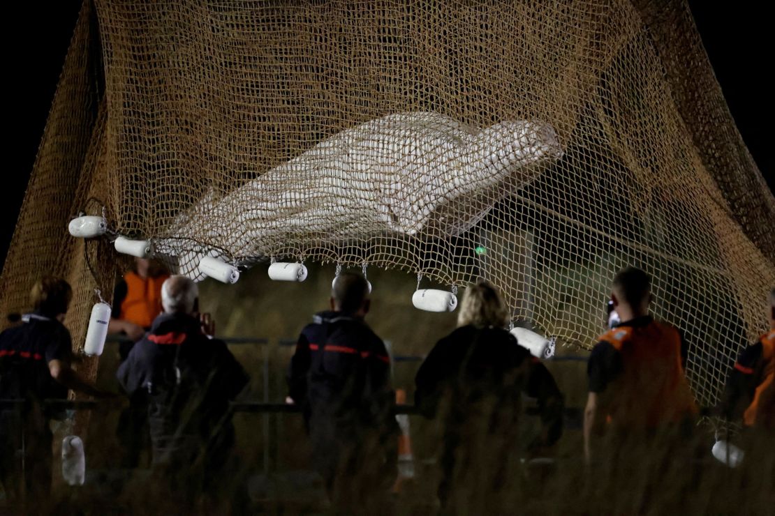 Firefighters and members of a search and rescue team pull up a net early on August 10, 2022, as they work to save a beluga whale that strayed into France's Seine River.