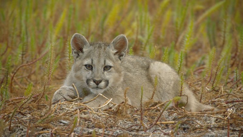 Puma cat outlet patagonia