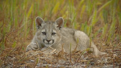 A puma cub lies in the grass of Chile's Torres del Paine National Park.