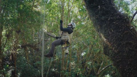 Isaí Madriz ascends into the tree canopy to find crane flies.