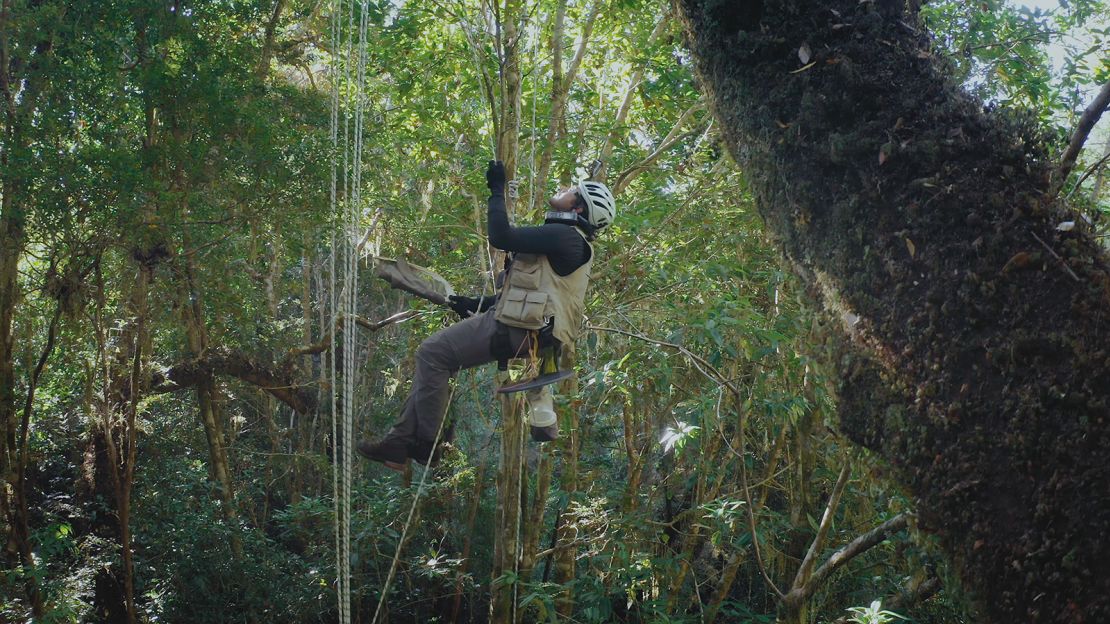 Isaí Madriz ascends into the tree canopy to find crane flies.