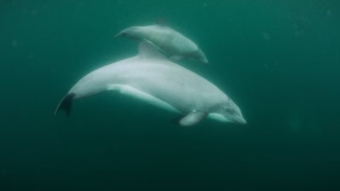 Two Chilean dolphins swim together.