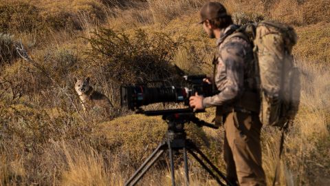 Elijah Harris and a puma cub study one another during filming.