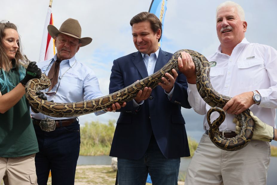 DeSantis helps hold a python as he kicks off the 2021 Python Challenge in Miami. The 10-day event gave prizes to participants who caught the most and the biggest pythons. The event began as a way for hunters to help control the population of the invasive Burmese python in the Florida Everglades.