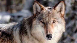 Researchers proposed a massive network of protected land be set aside for gray wolves in the Western United States. 