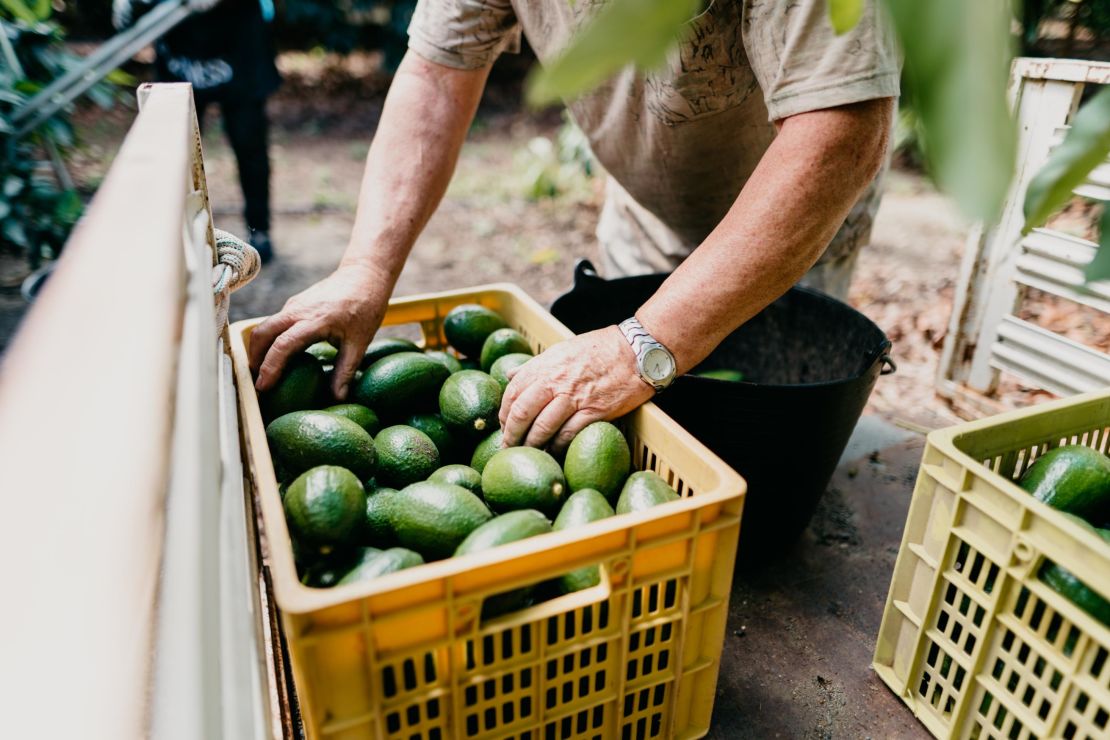 Avocados being harvested in Spain. Around 2,000 liters of water are used to grow one kilogram of avocados.