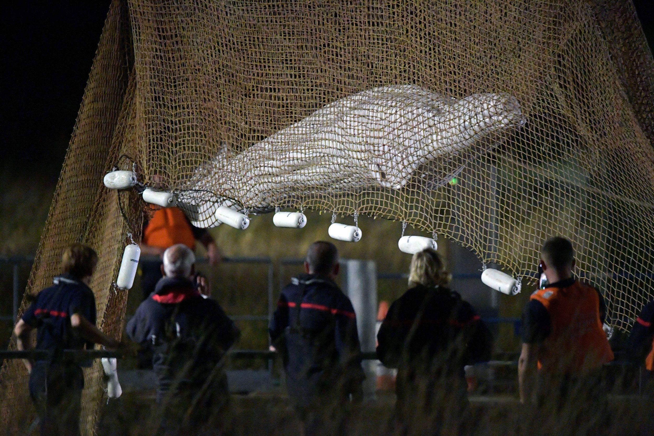 Rescuers pull up a net as they rescue a beluga whale.