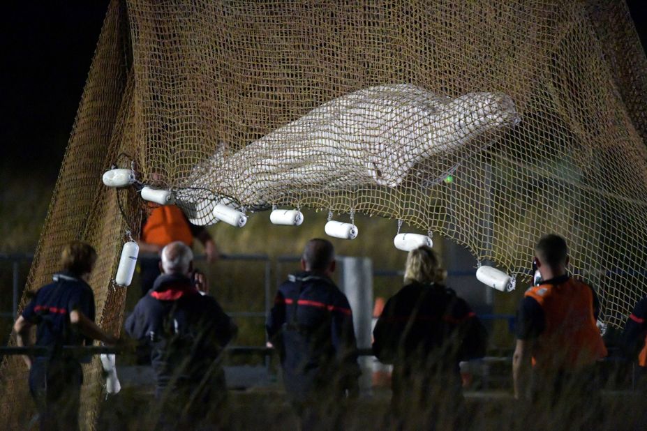 Rescuers pull up a net as they rescue a beluga whale that was stranded in France's Seine River on Tuesday, August 9. The whale, which had been stuck for more than a week, <a href="https://www.cnn.com/2022/08/10/europe/beluga-whale-euthanized-scli-intl/index.html" target="_blank">died while in transit to the sea,</a> officials confirmed. Its health deteriorated after it refused food, according to wildlife protection associations monitoring the situation.