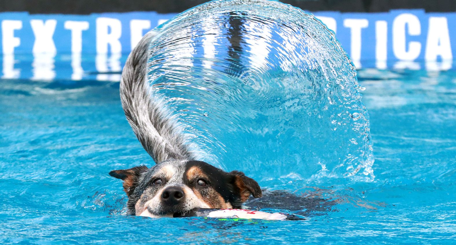 A dog retrieves a toy during a competition at the NC Pet Expo in Raleigh, North Carolina, on Saturday, August 6.