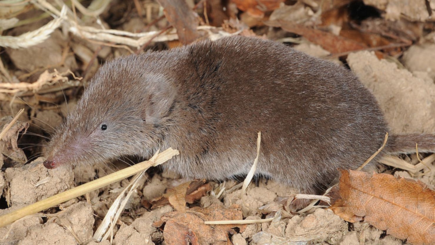 An Ussuri white-toothed shrew. Scientists in China have detected a novel virus in the species. 