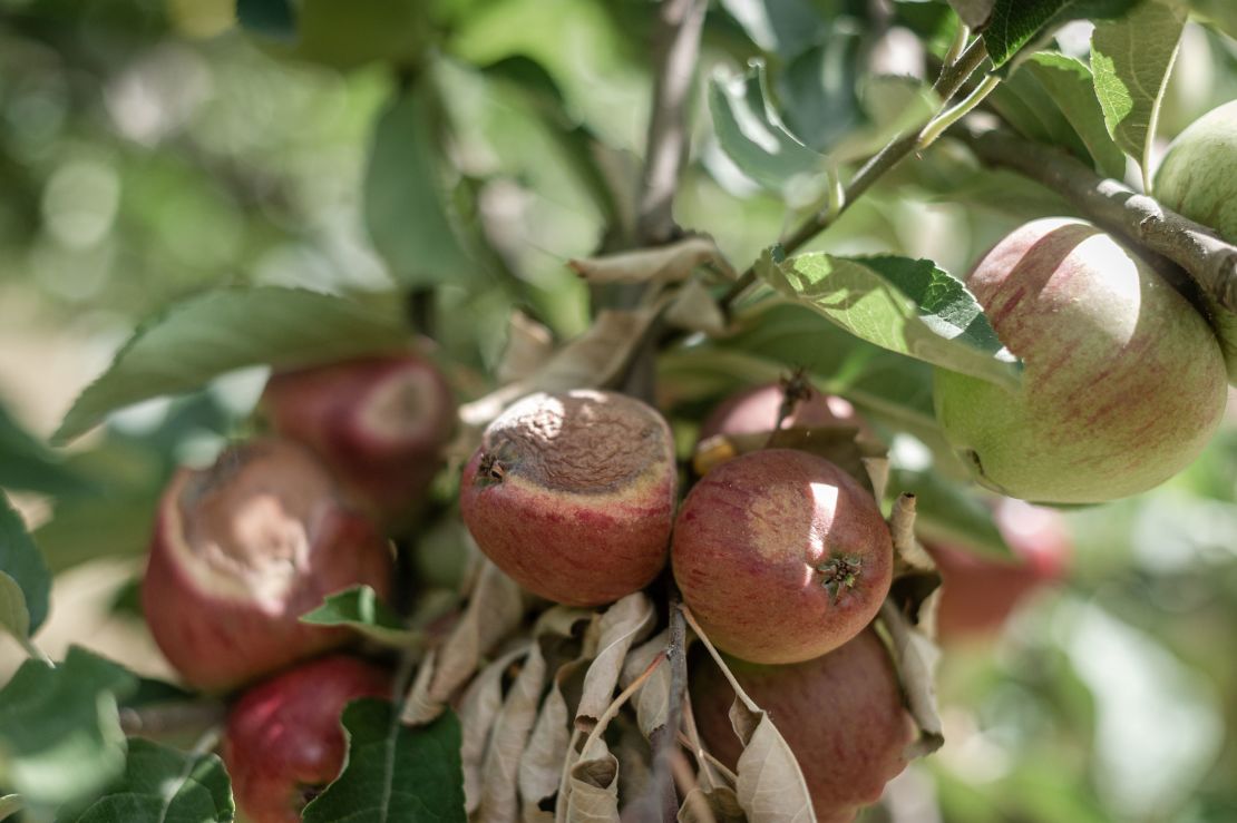 Apples on many trees at Lathcoats Farm at have been visibly scorched, their skin browned in parts, the flesh underneath turned corky.