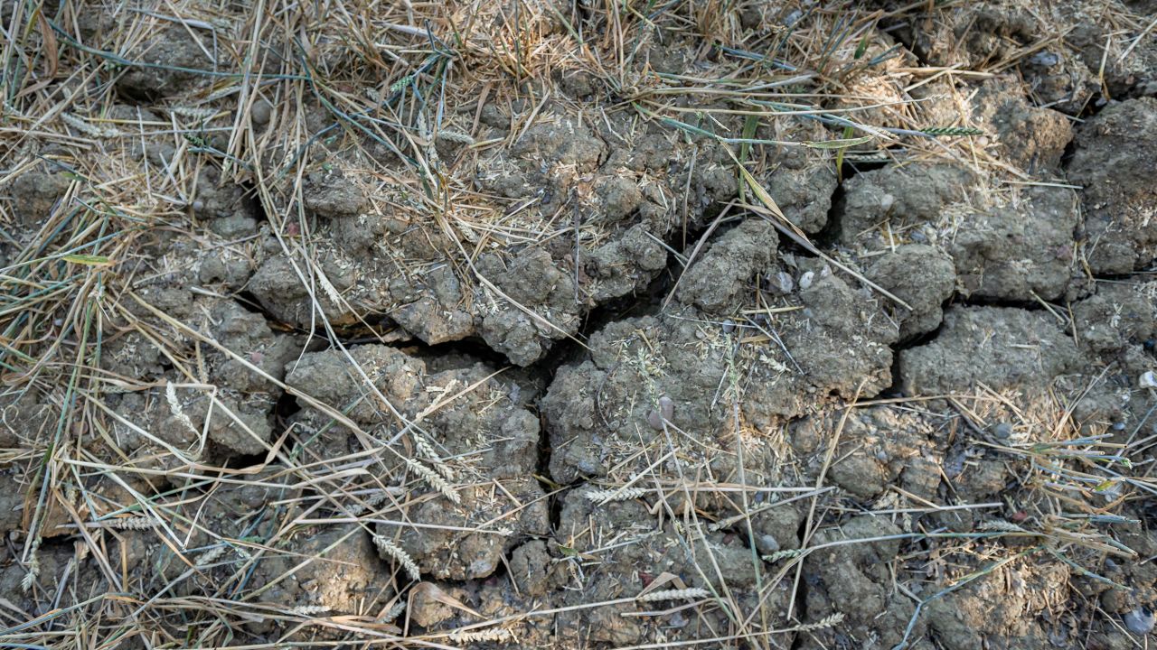 Cracked earth in a dried out field near Chelmsford, England.