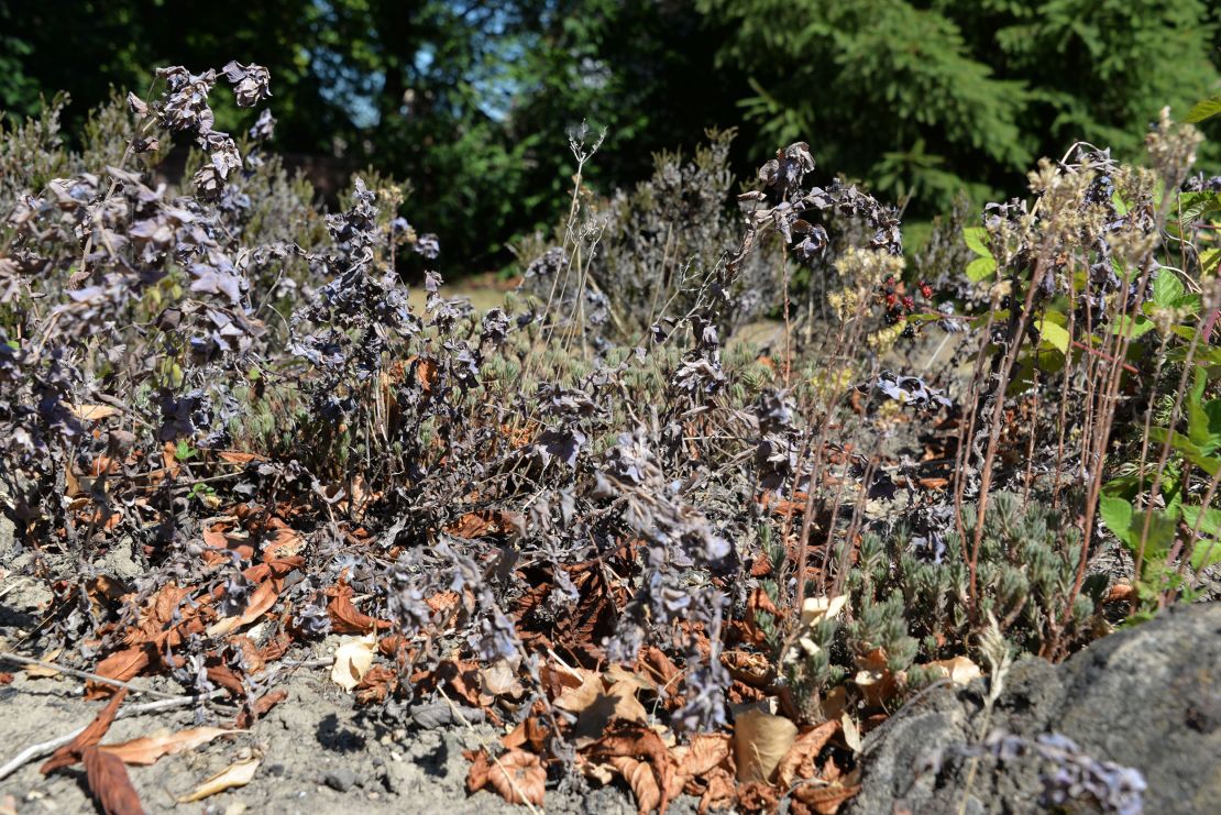 The Millers' garden was once a lush oasis but has succumbed to the heat and lack of rain.