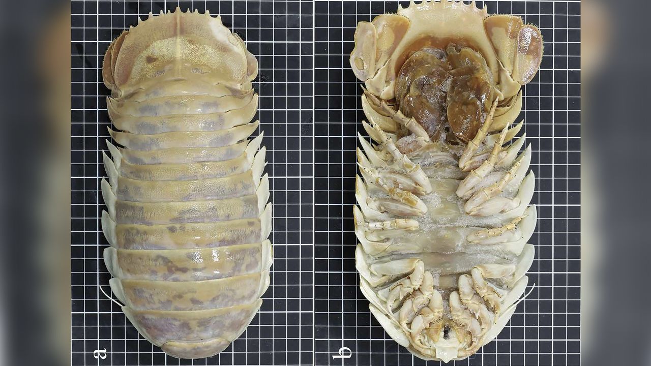 The bathynomus yucatanensis was discovered off the Yucatan peninsula in the Gulf of Mexico.