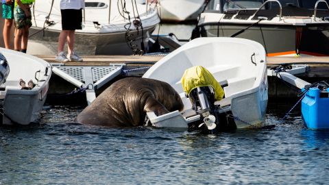 Freya the walrus climbs into a boat in Frognerkilen bay, in Oslo, Norway, on July 20, 2022. 