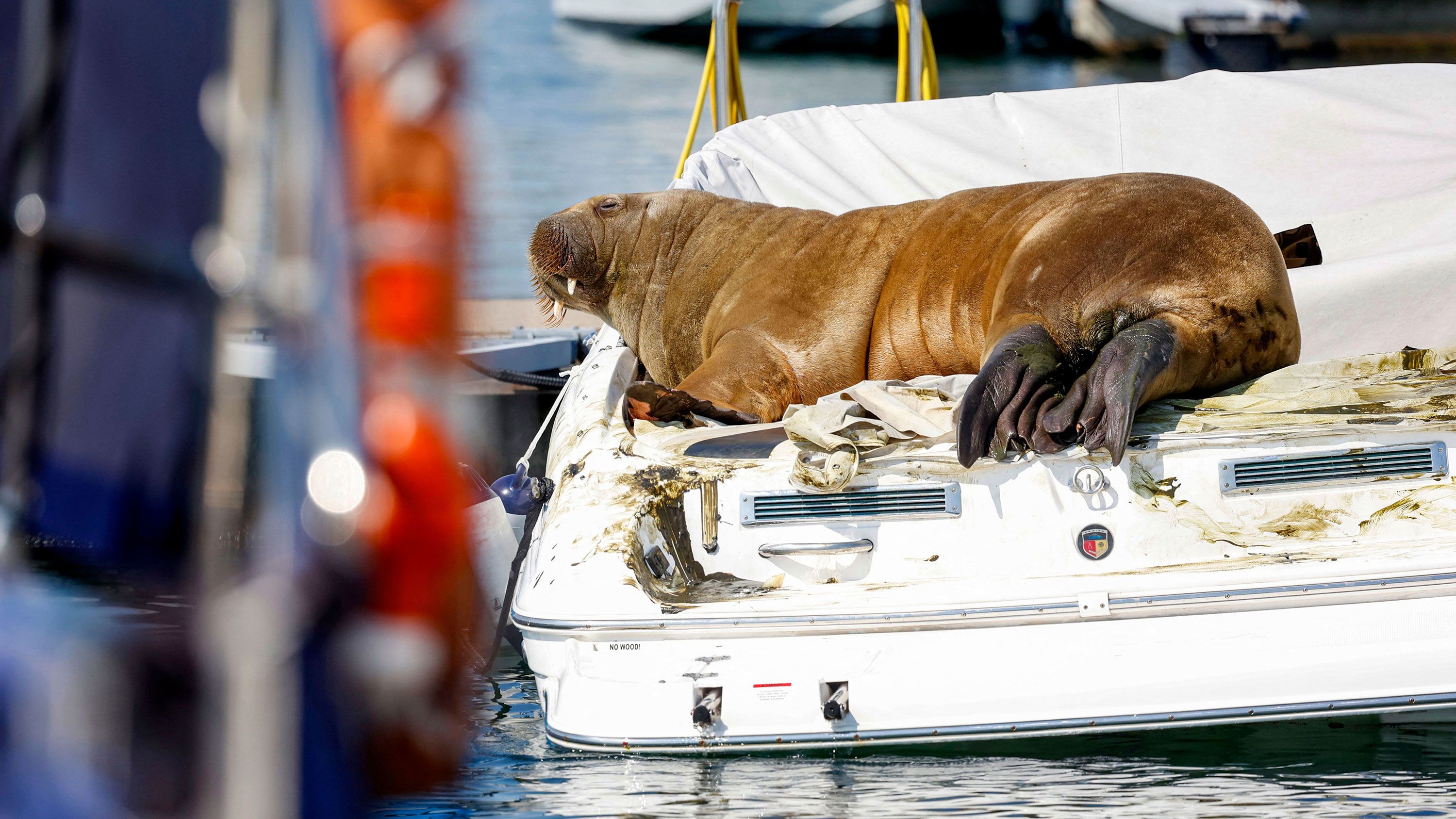 Queen Freya The Walrus Was Spotted Sinking Pleasure Boats In Norway