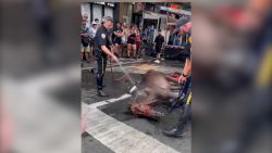 Horse collapses on NYC street